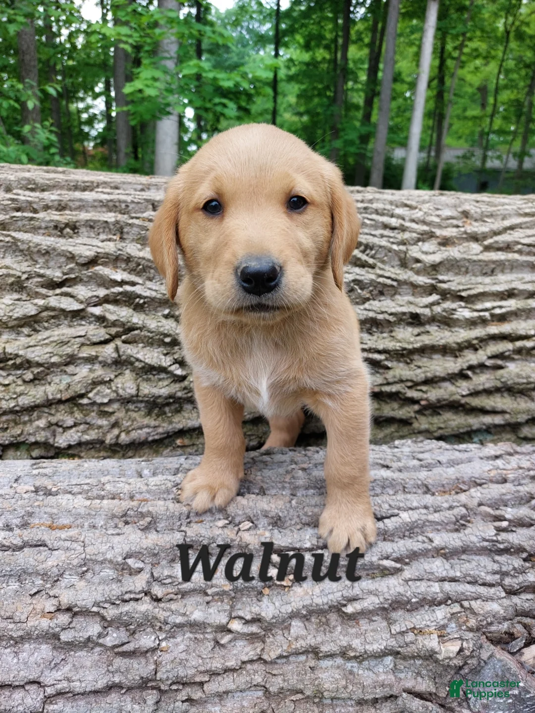 Goldador dogs for sale: Walnut - Ad 1