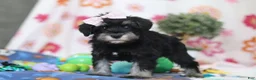 Miniature Schnauzer dogs for sale: Vera - Ad 5