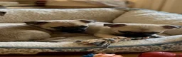 Mixed Breed dogs for sale: Mixed Breed 1 - Ad 6