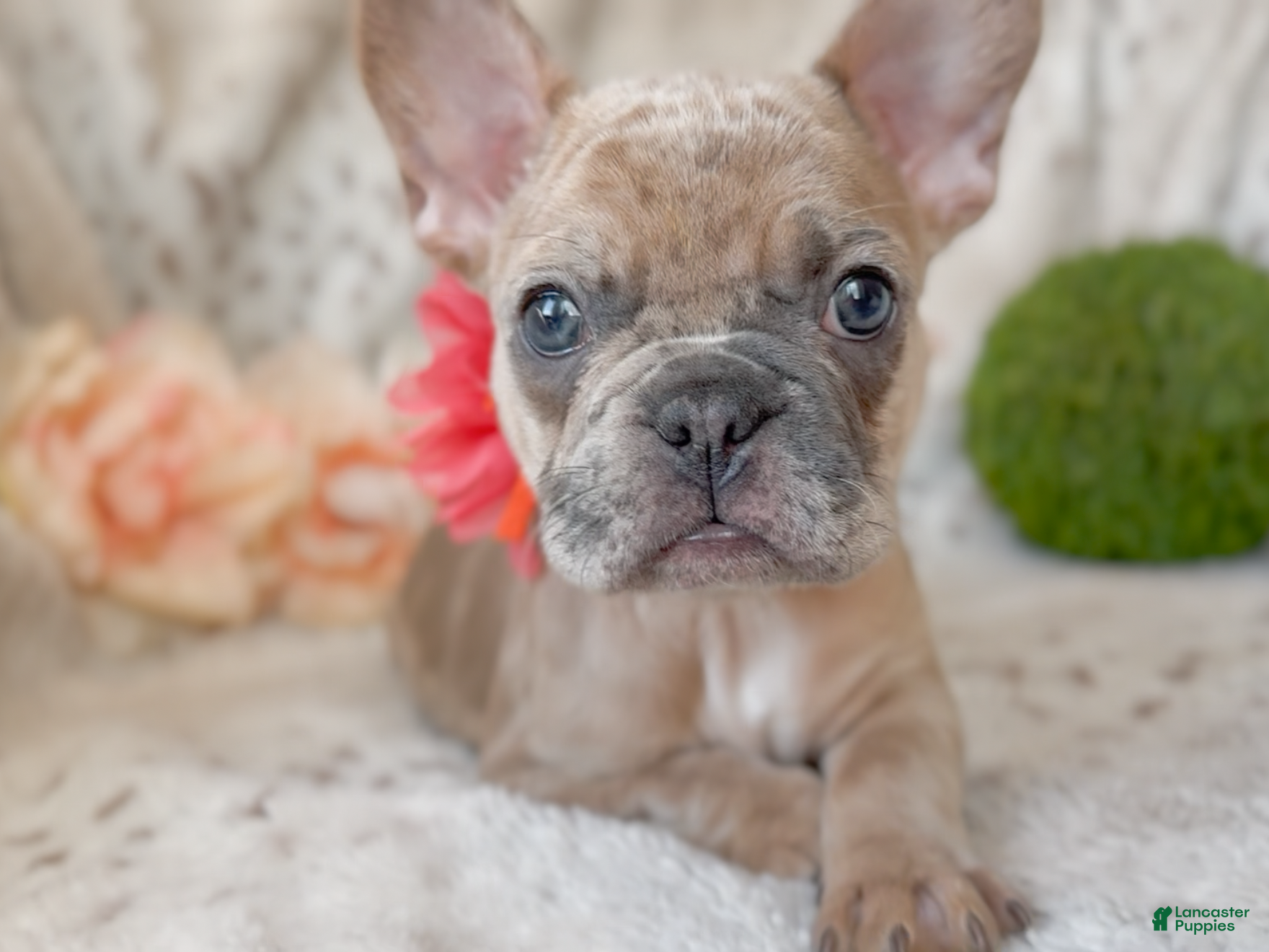 French Bulldog dogs Snickerdoodle - Ad 8