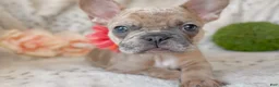 French Bulldog dogs for sale: Snickerdoodle - Ad 1