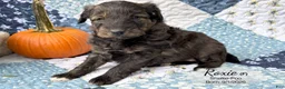 Sheltiedoodle dogs for sale: Roxie - Ad 3