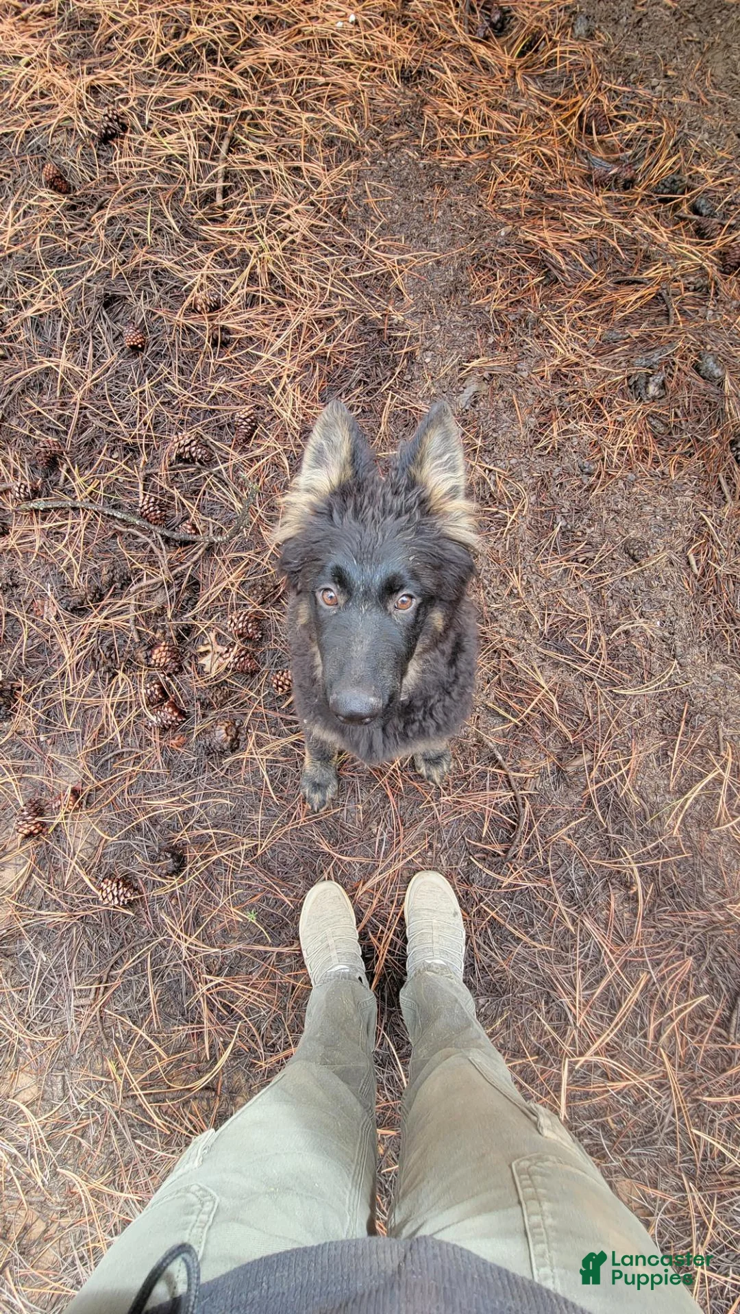 German Shepherd dogs for sale: German Shepherd 1 - Ad 5