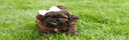 Shihpoo dogs for sale: Iva - Ad 3