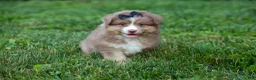 Miniature Australian Shepherd dogs for sale: LUCKY - Ad 7