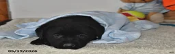 Labrador Retriever dogs for sale: Charlie - Ad 3
