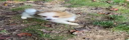 Pomeranian dogs for sale: Tim - Ad 2
