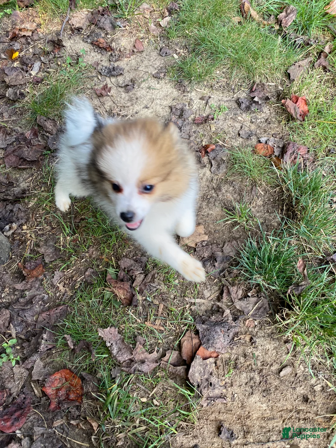 Pomeranian dogs for sale: Tim - Ad 2