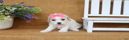 Cavachon dogs for sale: Trinity - Ad 3