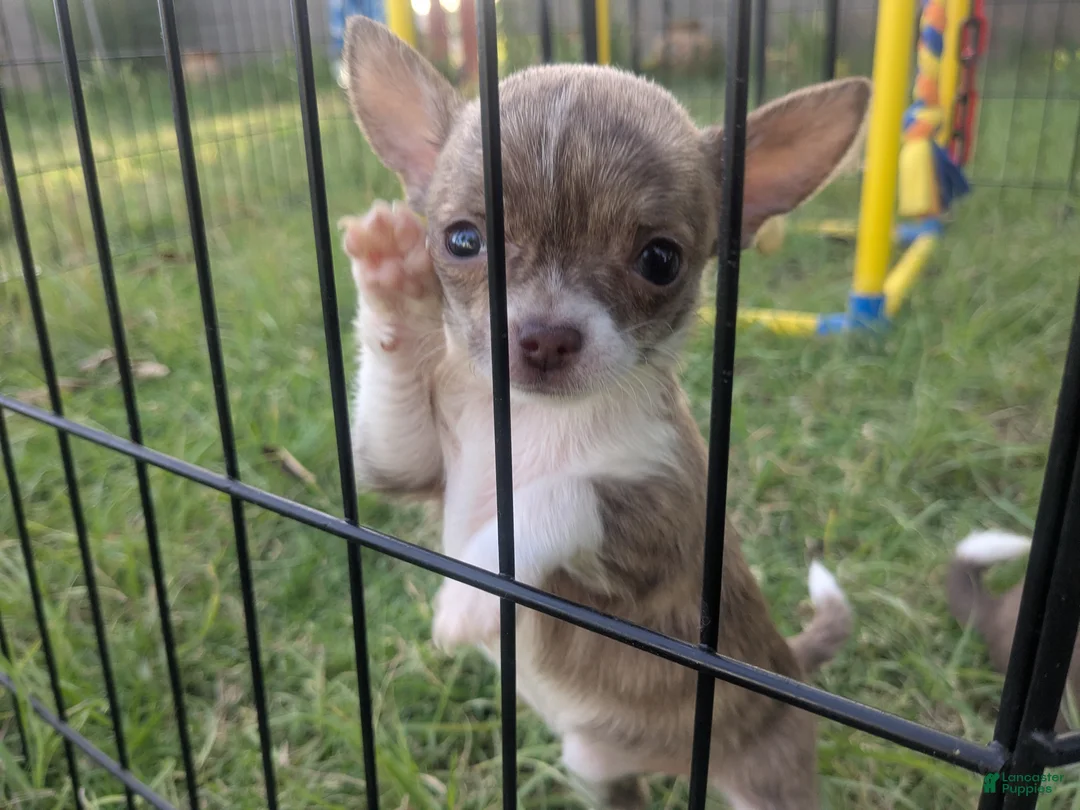 Chihuahua dogs for sale: Smooth Coat Tiny Teacup Cookie  - Ad 1