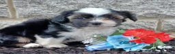 Mixed Breed dogs for sale: Minty - Ad 1