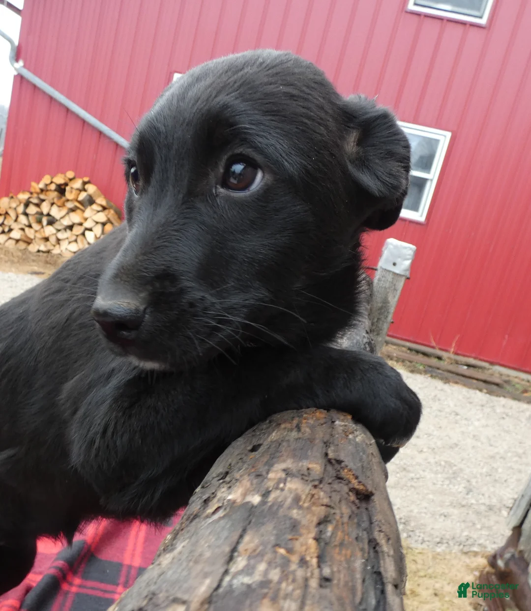 Mixed Breed dogs for sale: Mixed Breed Puppy 5 Sassy - Ad 2