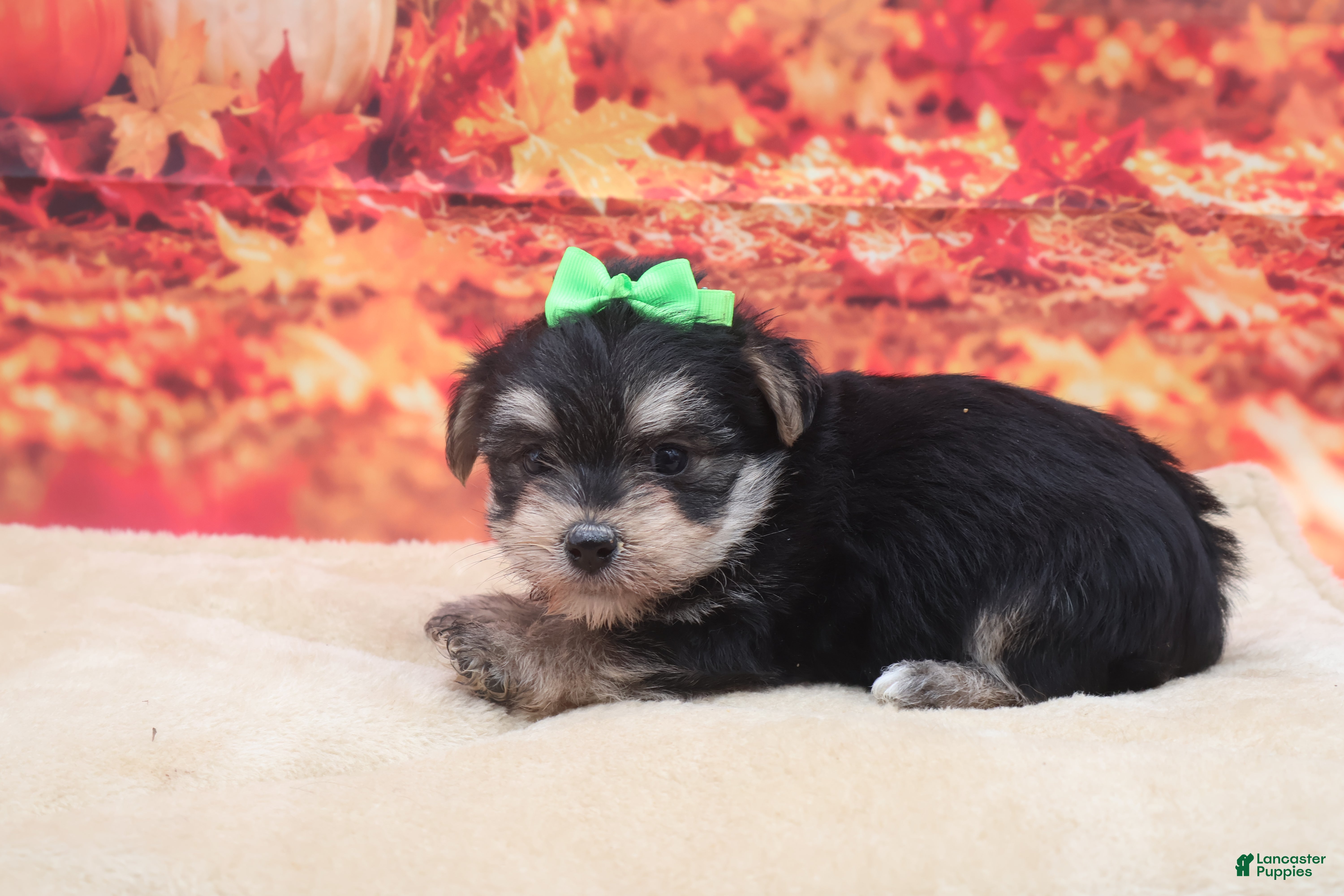 Morkie dogs Bandit - Ad 8