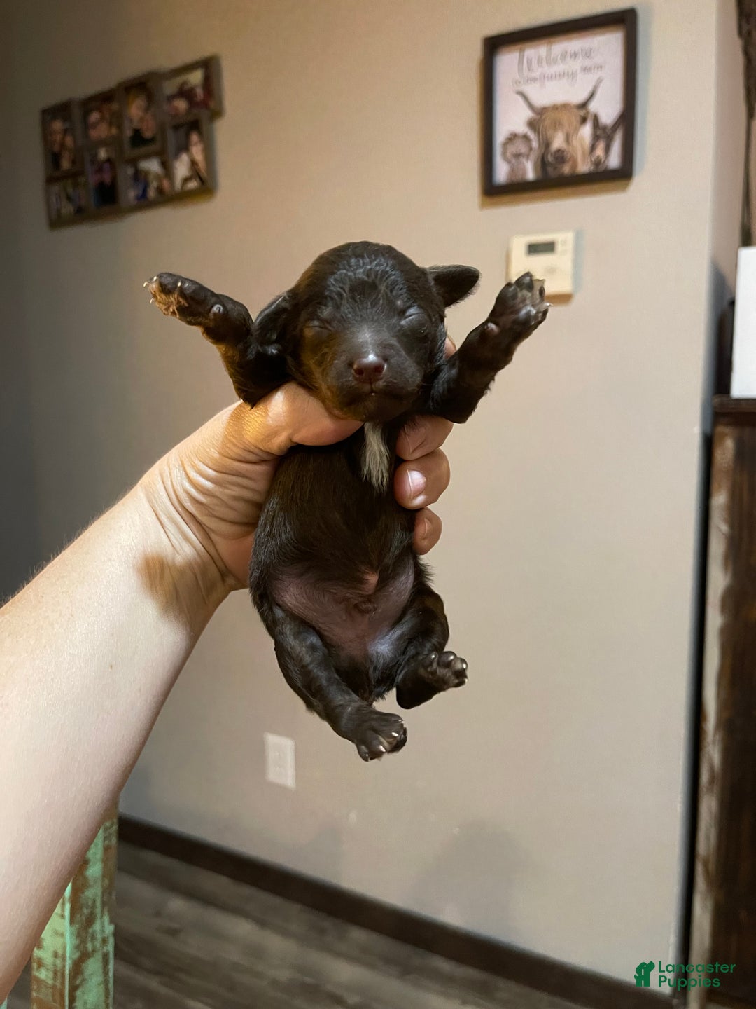 Miniature Poodle dogs for sale: Akc Clear Chocolate Phantom Boy 1 - Ad 4