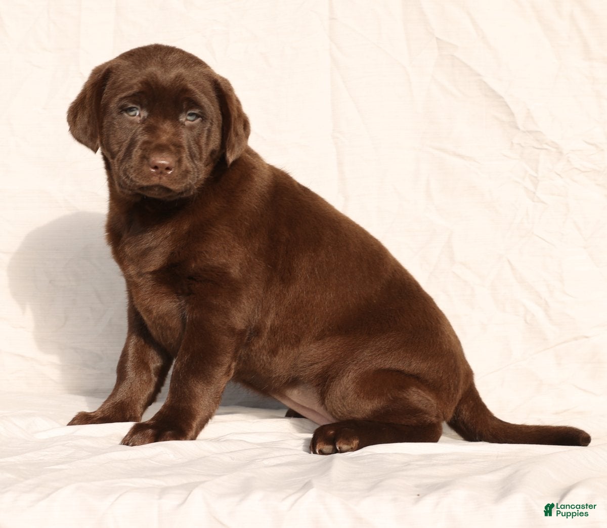 Labrador Retriever dogs Belle - Ad 2