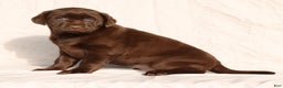 Labrador Retriever dogs for sale: Belle - Ad 1