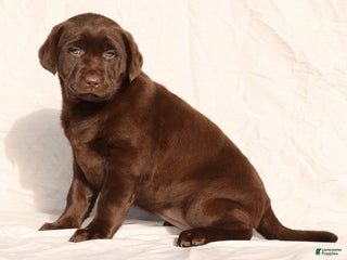 Labrador Retriever dogs Belle - Ad 2