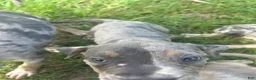 American Pit Bull Terrier dogs for sale: American Pit Bull Terrier 3 - Ad 5