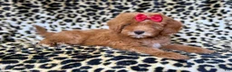 Cavapoo dogs for sale: Sassy - Ad 3