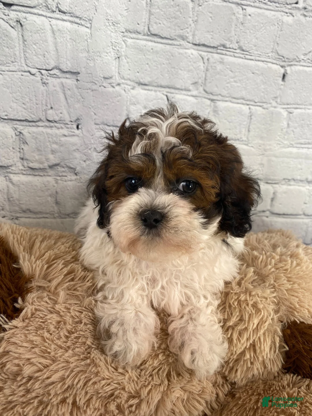 Shihpoo dogs for sale: Rocky - Ad 9