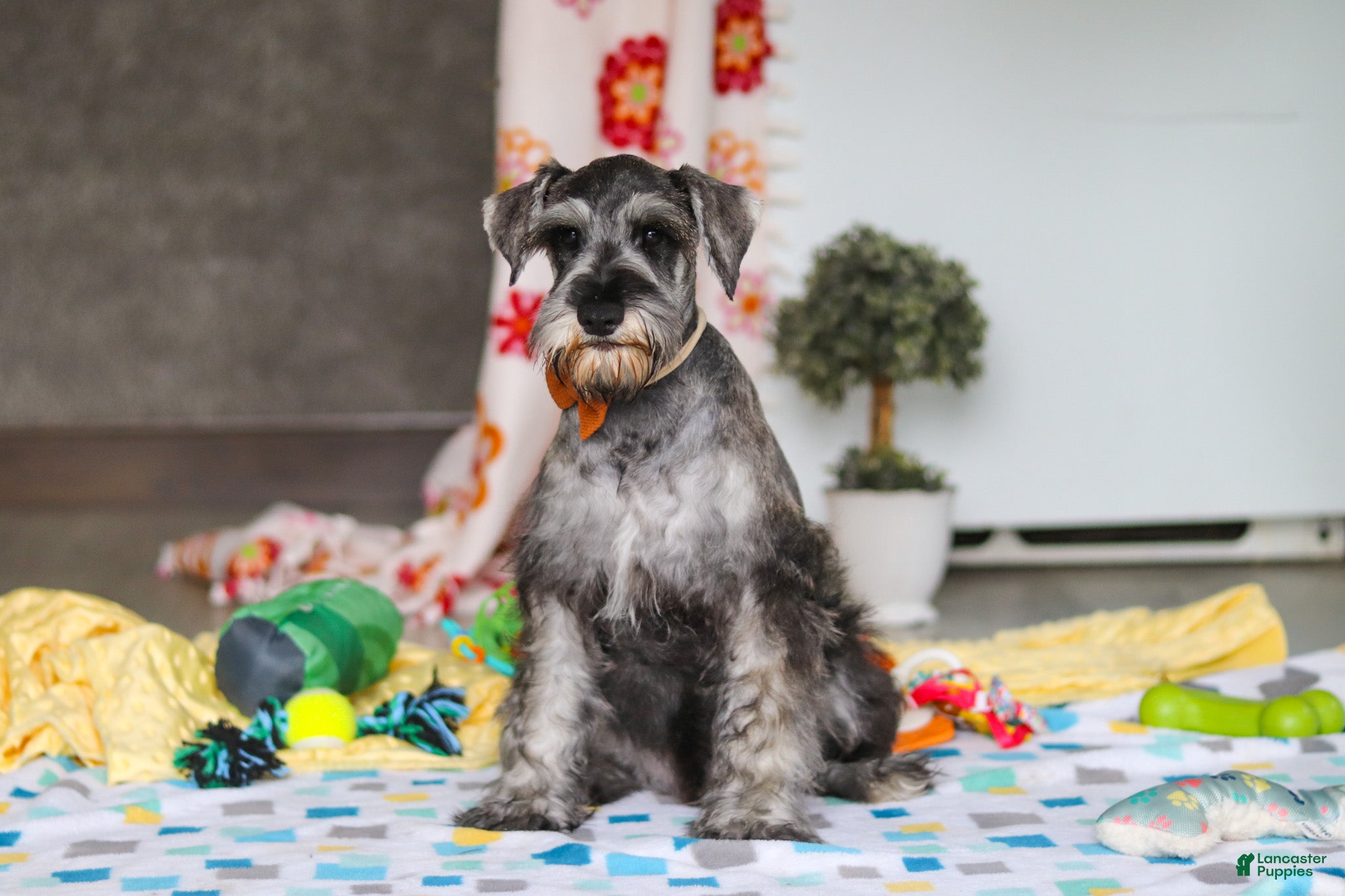 Miniature Schnauzer dogs Nolan - Ad 1