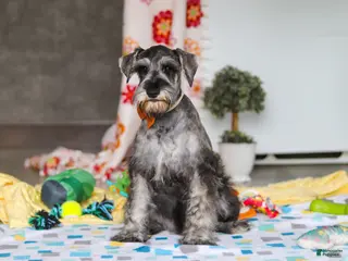 Miniature Schnauzer dogs for sale: Nolan - Ad 2