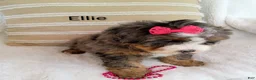 Bernedoodle dogs for sale: Bernedoodle Puppy 3 - Ad 2