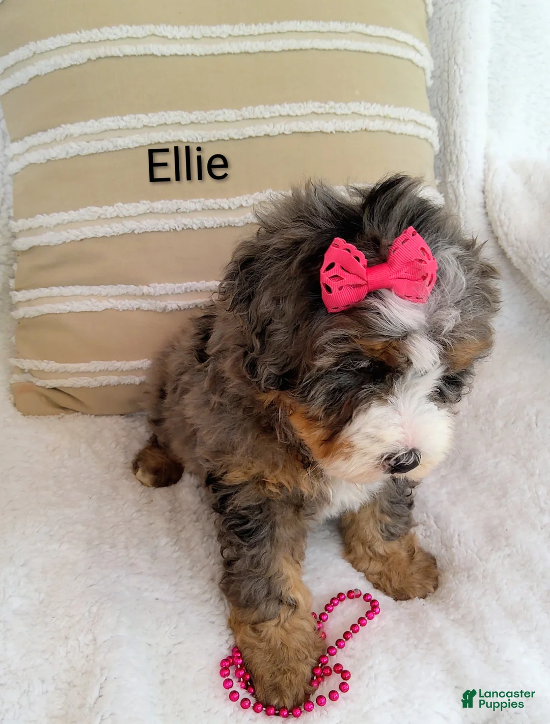 Bernedoodle dogs for sale: Bernedoodle Puppy 3 - Ad 2