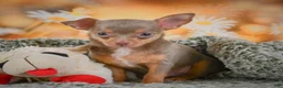 Chihuahua dogs for sale: DJ - Ad 1