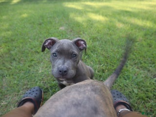 American Bully dogs - Ad 8