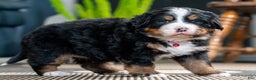 Bernese Mountain Dog dogs for sale: Chloe - Ad 1
