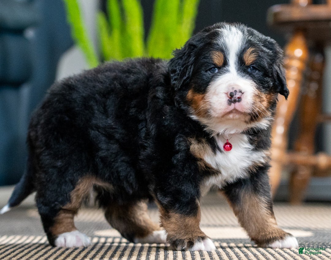 Bernese Mountain Dog dogs for sale: Chloe - Ad 1