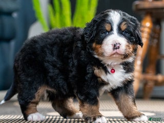Bernese Mountain Dog dogs Chloe - Ad 15