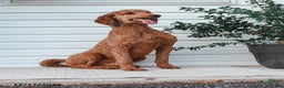 Standard Poodle dogs for sale: Dante - Ad 8