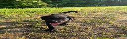 Labrador Retriever dogs for sale: Labrador Retriever Puppy 3 - Ad 3
