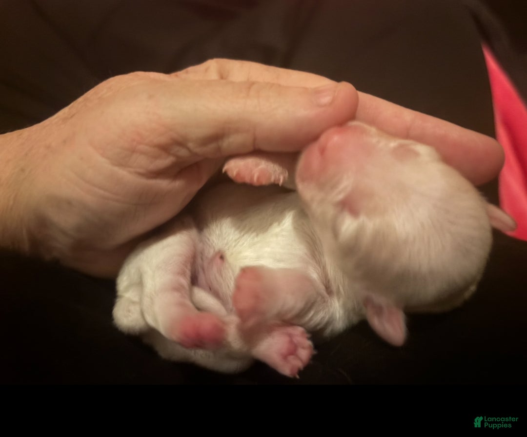 Coton De Tulear dogs for sale: Coton De Tulear Puppy 6 - Ad 8