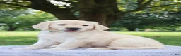 Golden Retriever dogs for sale: Golden Retriever 3 Chase - Ad 3