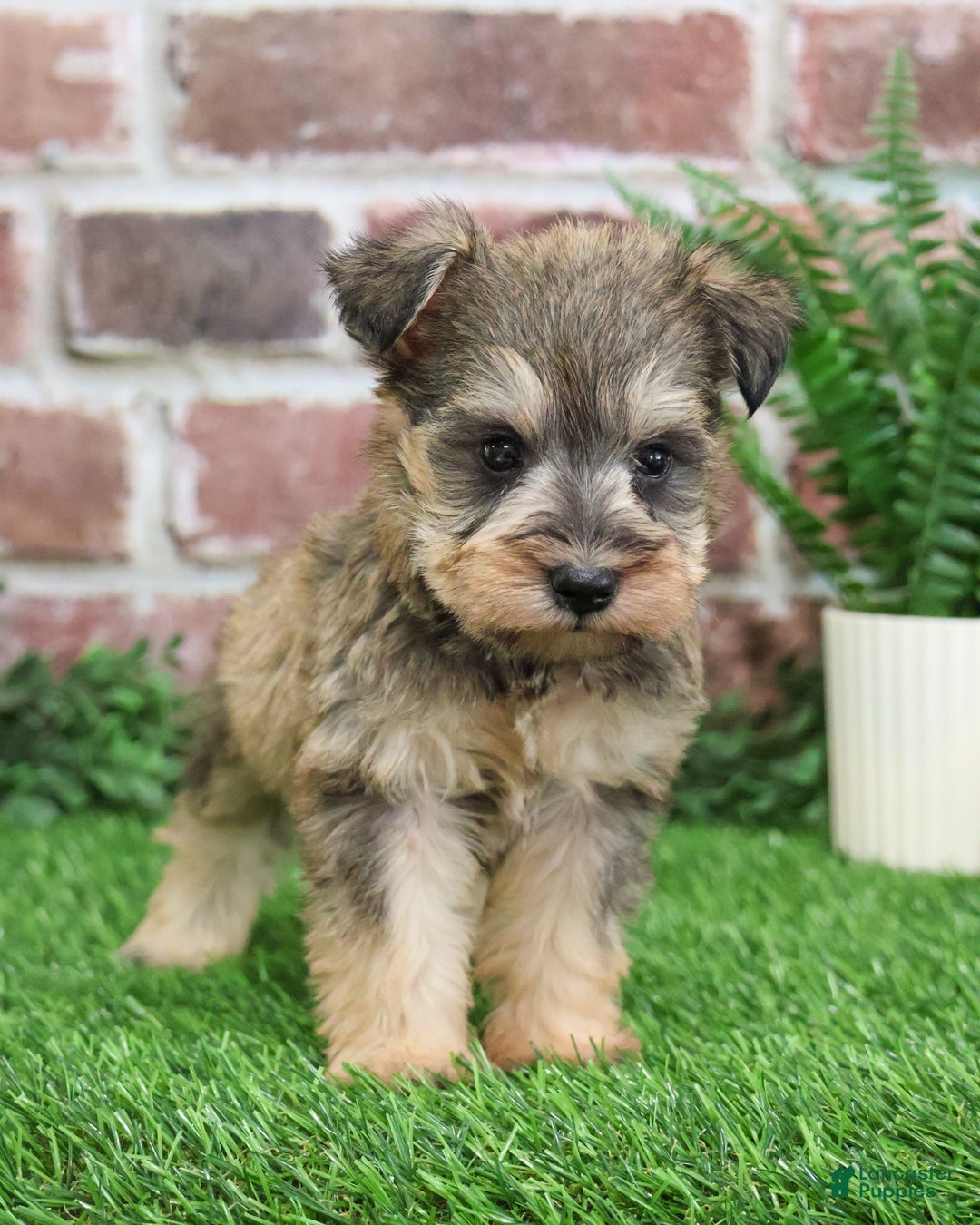 Miniature Schnauzer dogs for sale: Thor - Ad 2