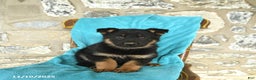 German Shepherd dogs for sale: Callie - Ad 3