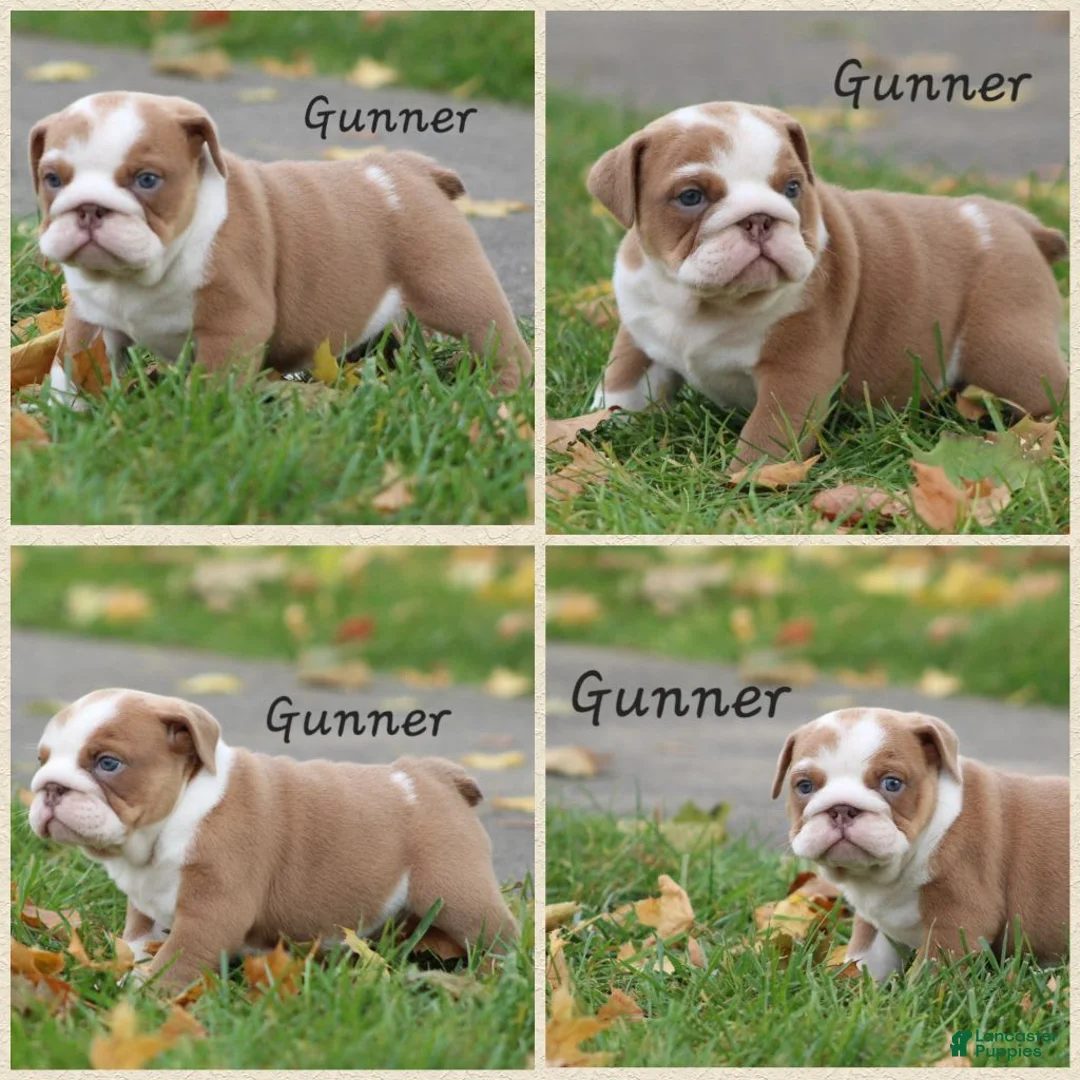 Gallery Image {{count}}