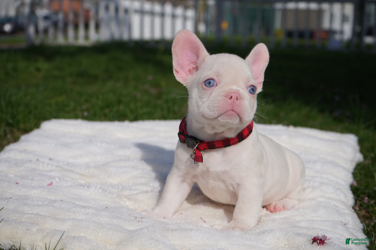 French Bulldog dogs Bela👑 - Ad 1