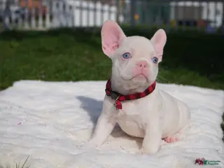 French Bulldog dogs for sale: Bela👑 - Ad 1