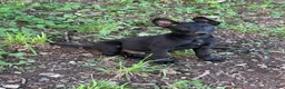 Belgian Malinois dogs for sale: Carl - Ad 4