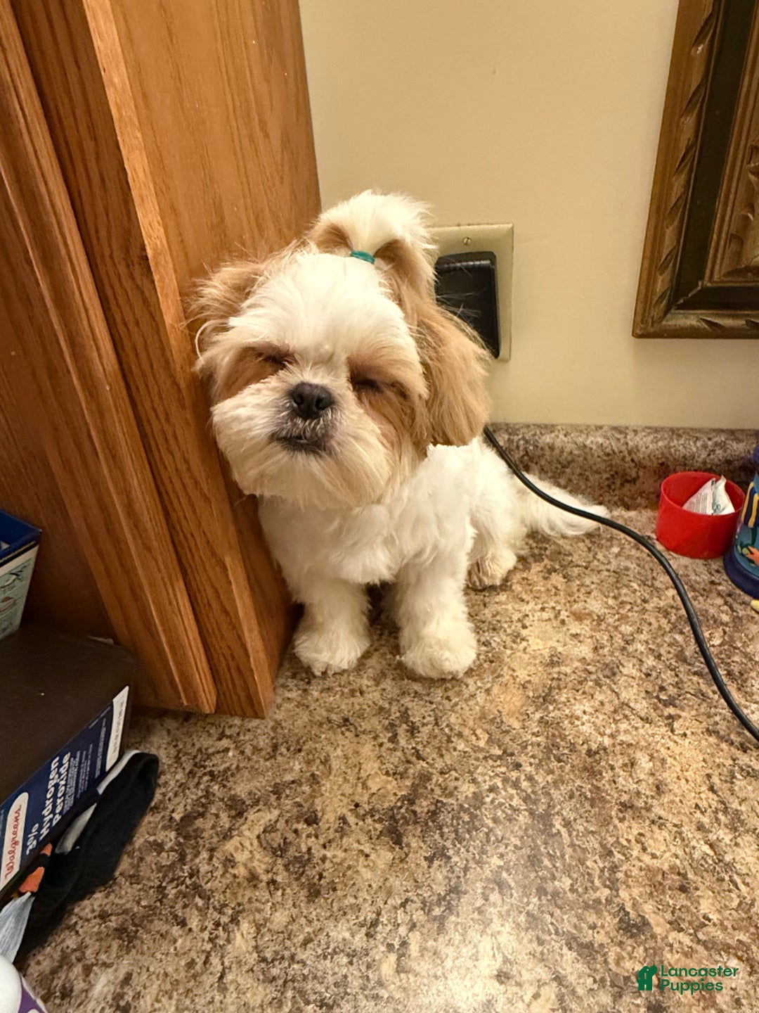 Shih Tzu dogs for sale: Shih Tzu Puppy 4 - Ad 3