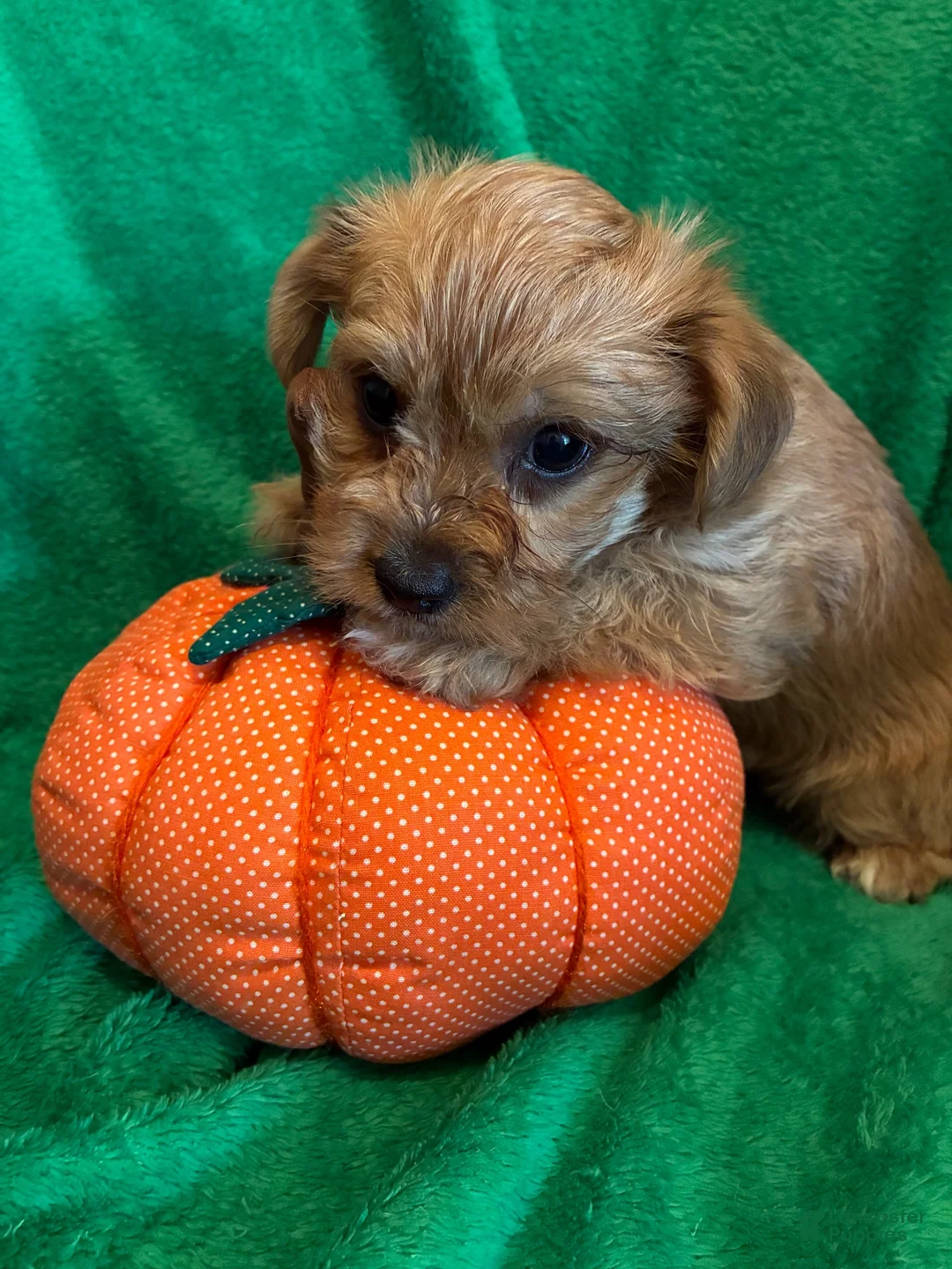 Yorkiepoo dogs for sale: Yorkiepoo 1 - Ad 1