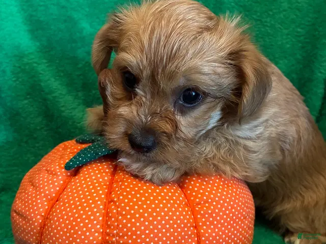 Yorkiepoo dogs for sale: Yorkiepoo 1 - Ad 1