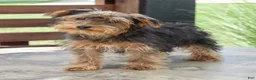 Yorkshire Terrier dogs for sale: Flower - Ad 5