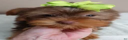 Yorkshire Terrier dogs for sale: Samson - Ad 4