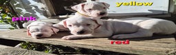 Dogo Argentino dogs for sale: Dogo Argentino Puppy 1 - Ad 5