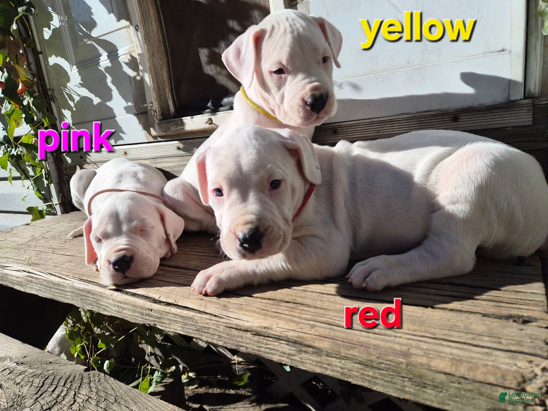 Dogo Argentino dogs for sale: Dogo Argentino Puppy 1 - Ad 5
